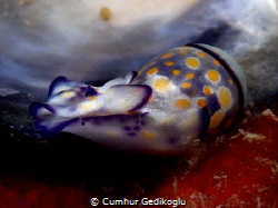 Haminoea cyanomarginata by Cumhur Gedikoglu 